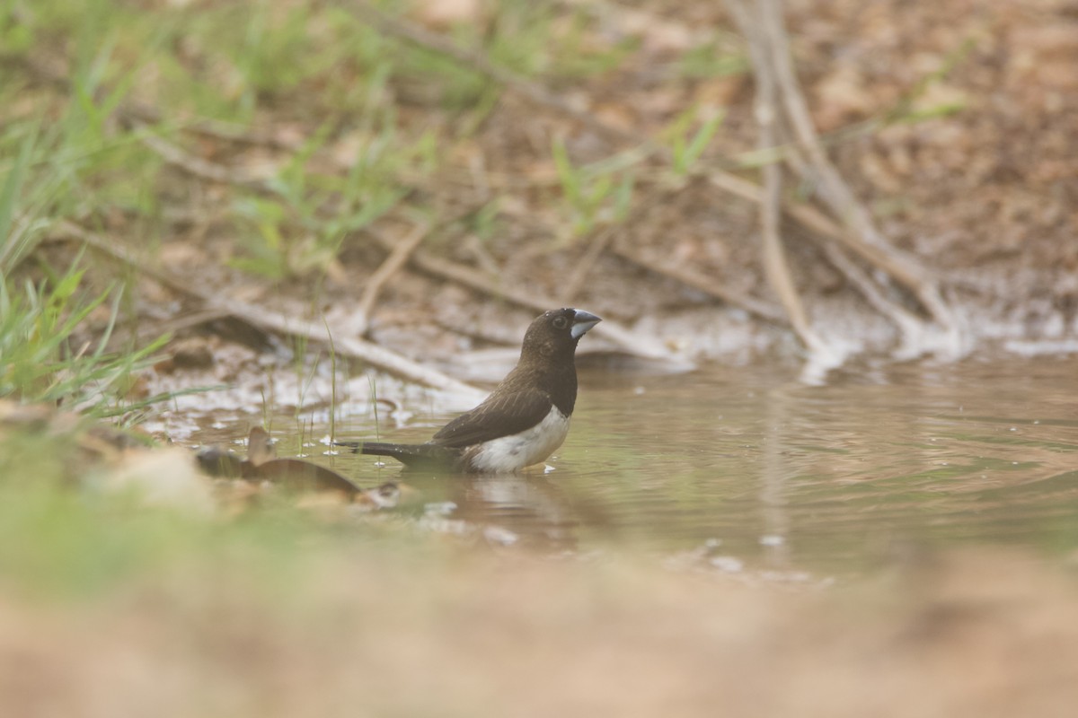 White-rumped Munia - ML637326950