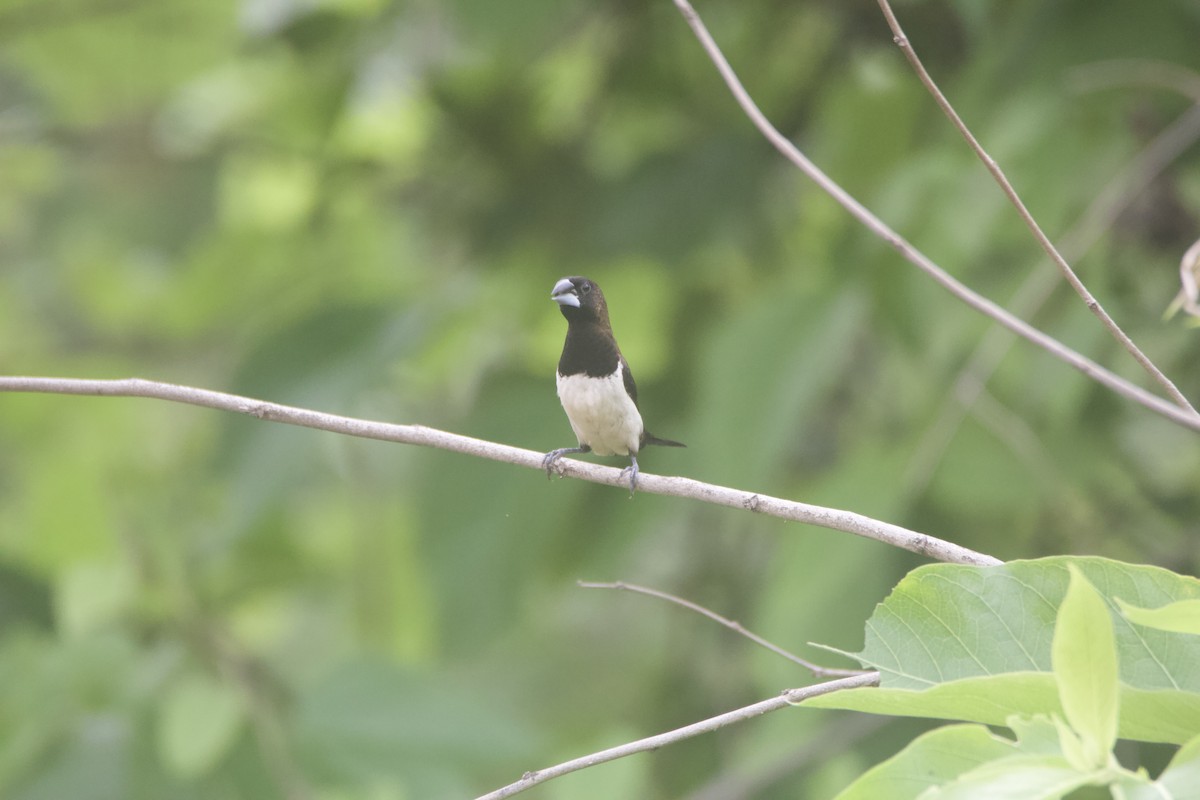 White-rumped Munia - ML637326951