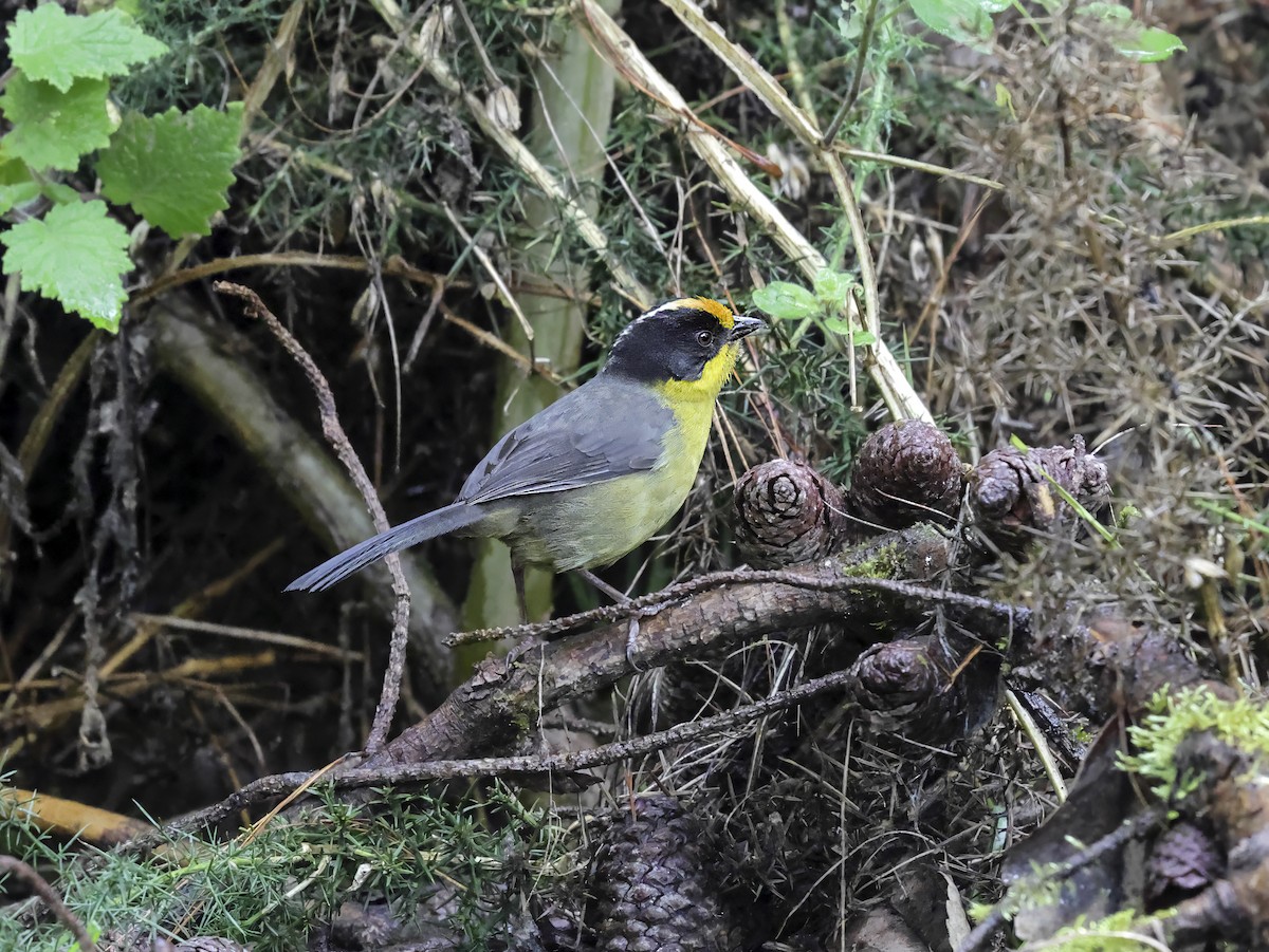 Pale-naped Brushfinch - ML637326973