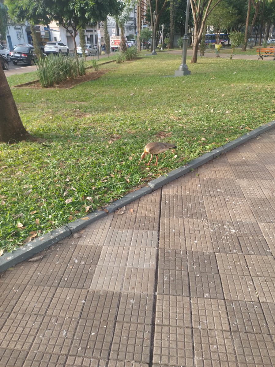 Buff-necked Ibis - ML637327004