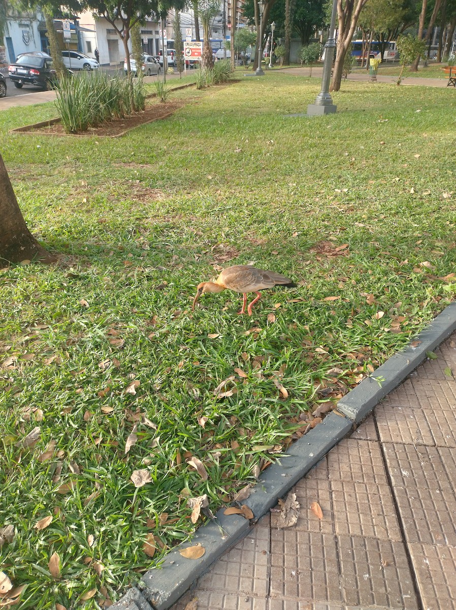 Buff-necked Ibis - ML637327005