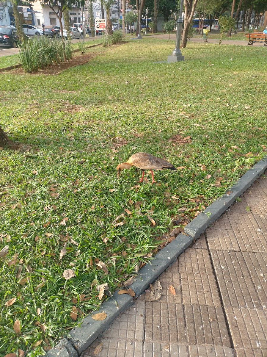 Buff-necked Ibis - ML637327006