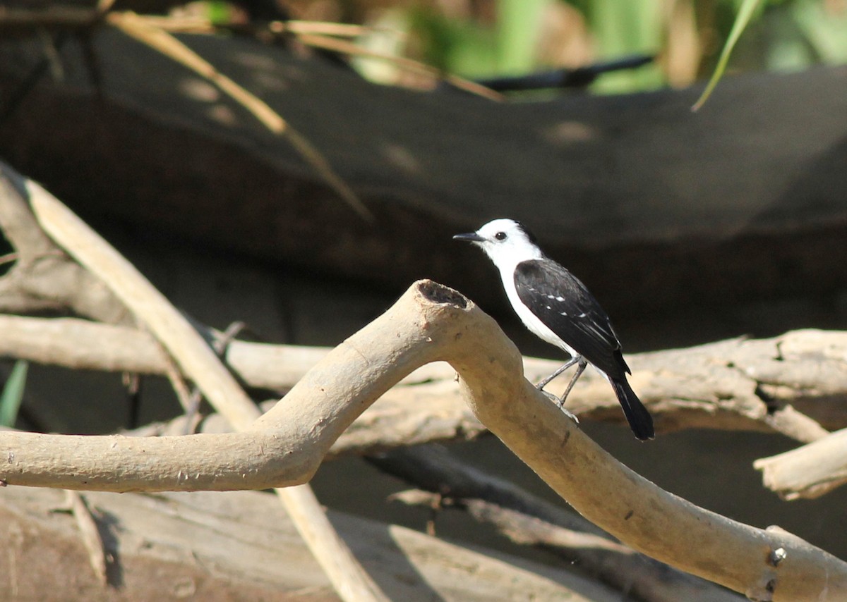 Black-backed Water-Tyrant - ML637327007
