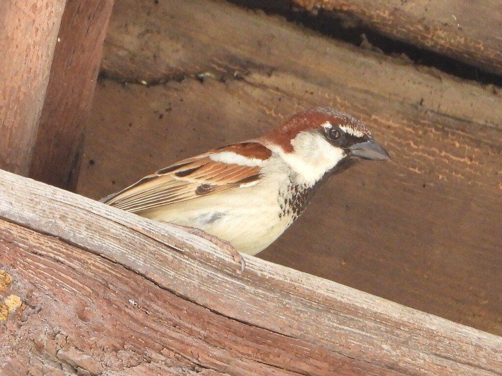 雑種 イエスズメ ｘ イタリアスズメ - ML637327039