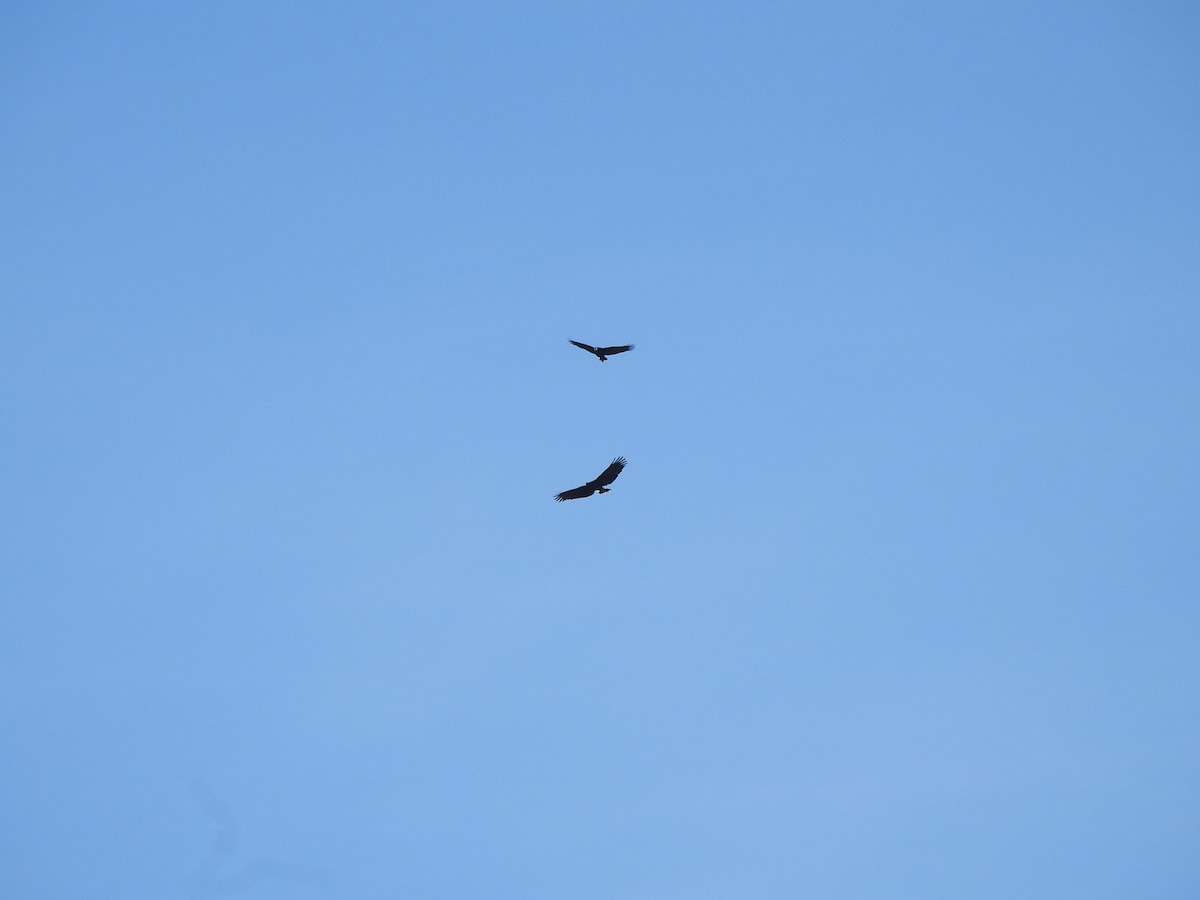 Great Black Hawk - ML637327088