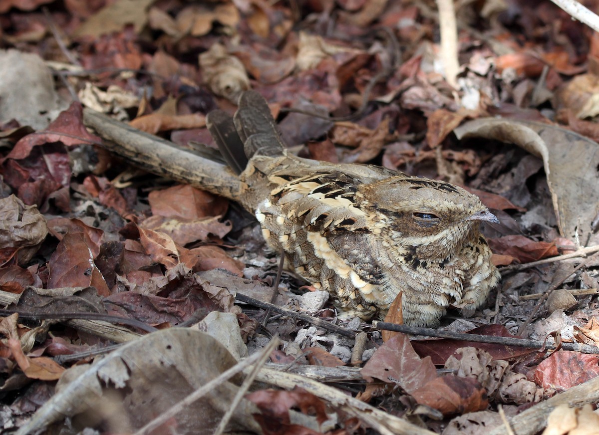 Long-tailed Nightjar - ML637327123