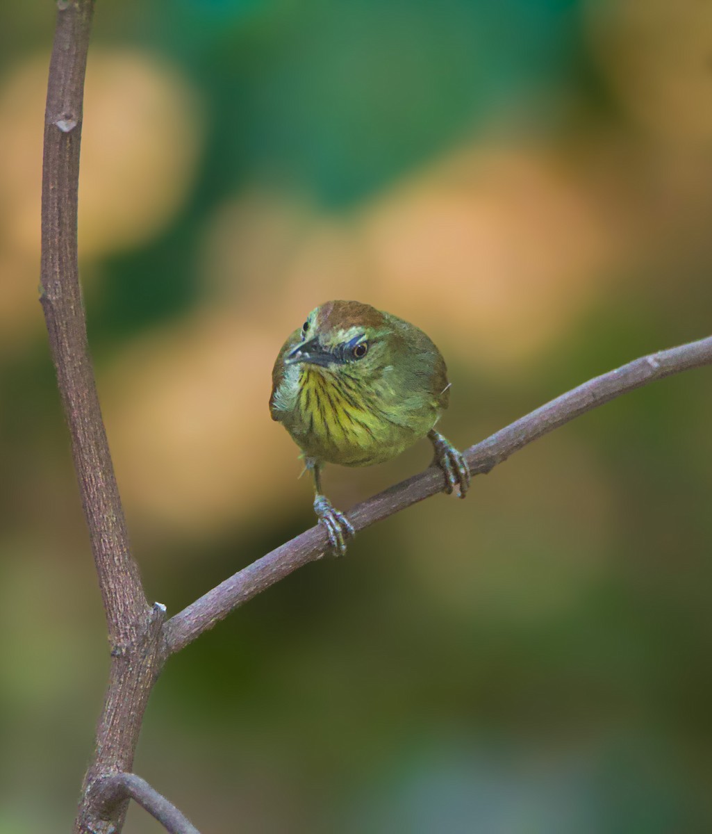 Pin-striped Tit-Babbler - ML637327124