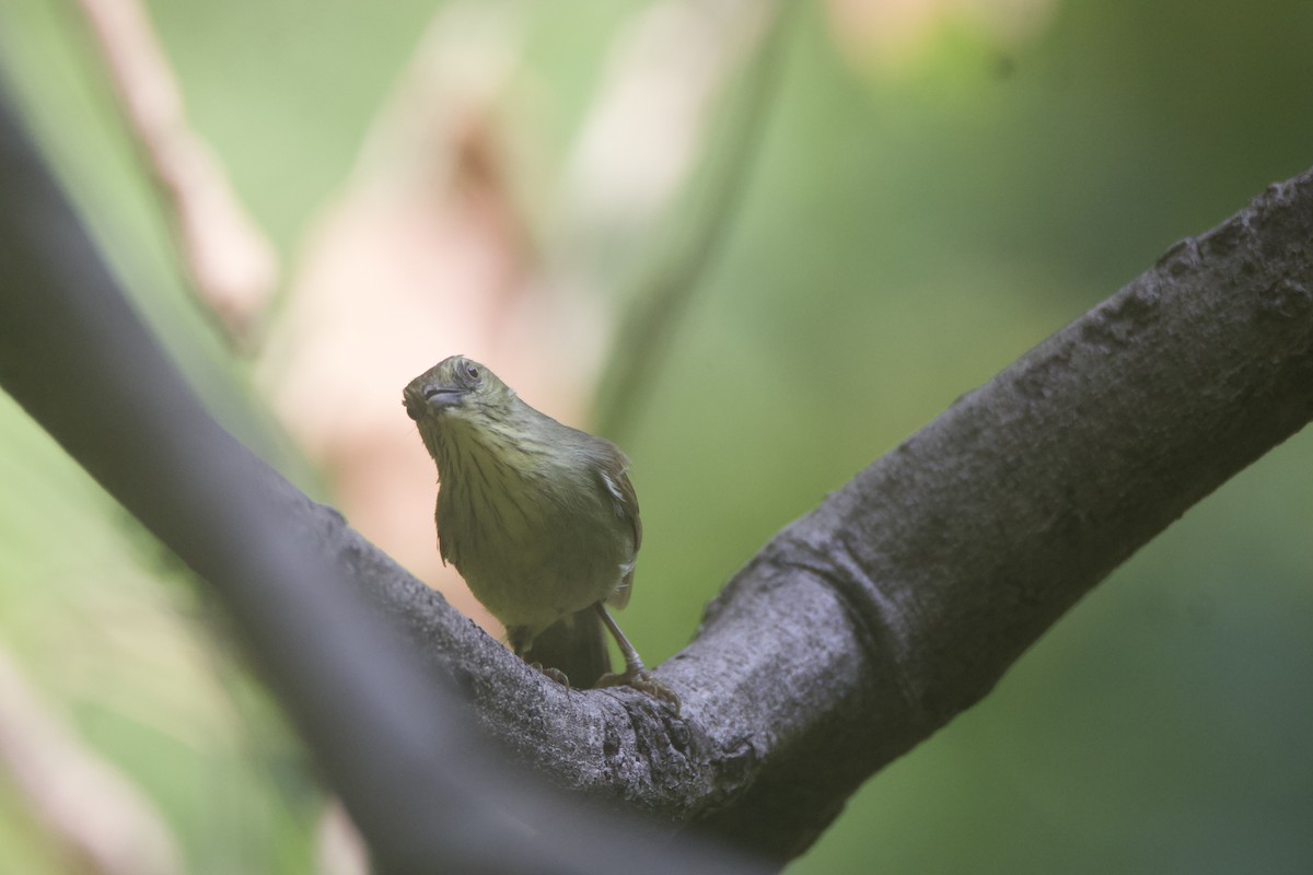 Pin-striped Tit-Babbler - ML637327137