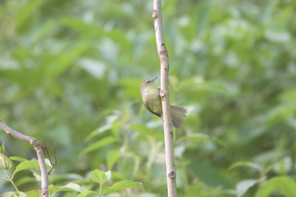 Pin-striped Tit-Babbler - ML637327138