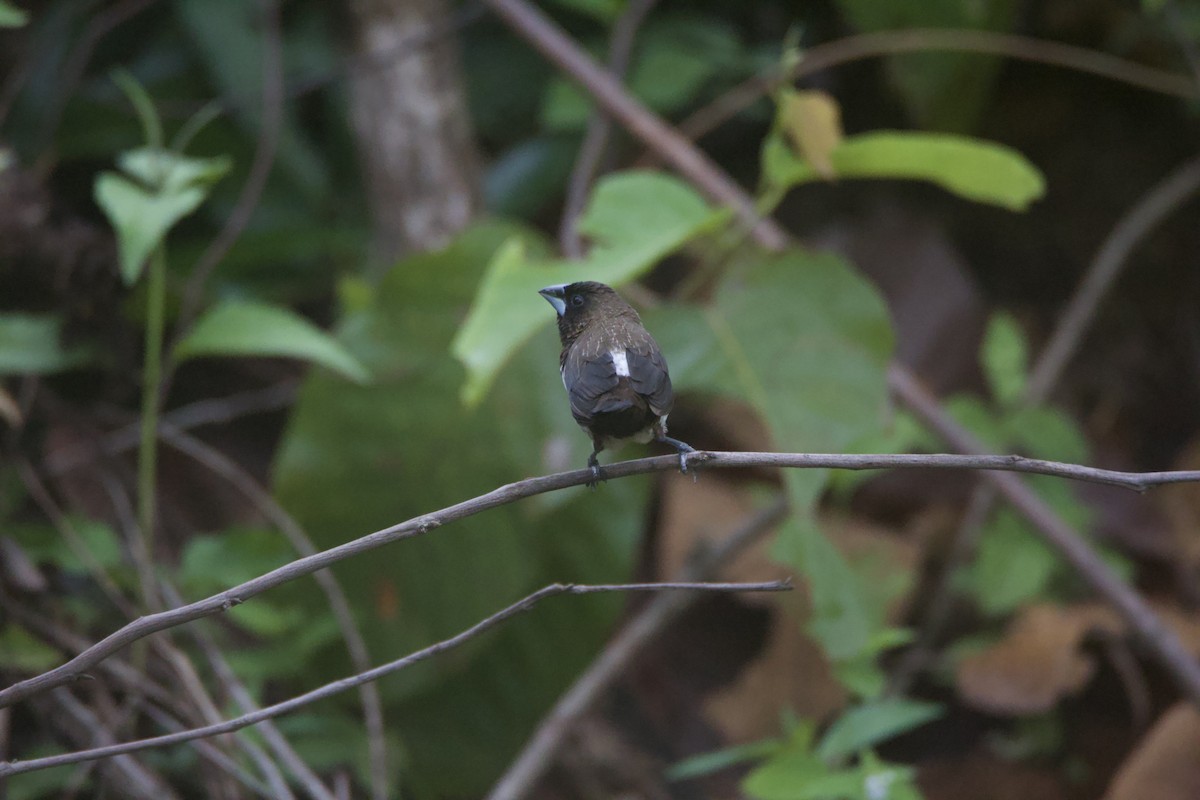 White-rumped Munia - ML637327151