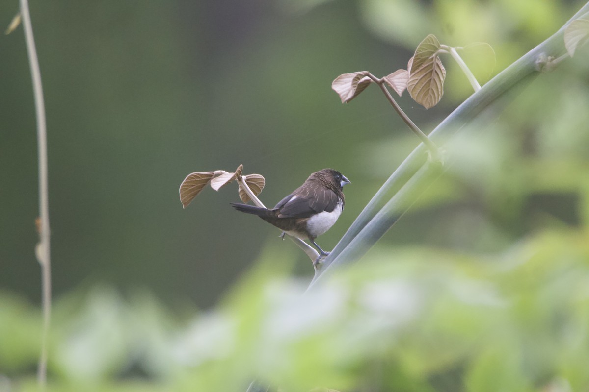 White-rumped Munia - ML637327152