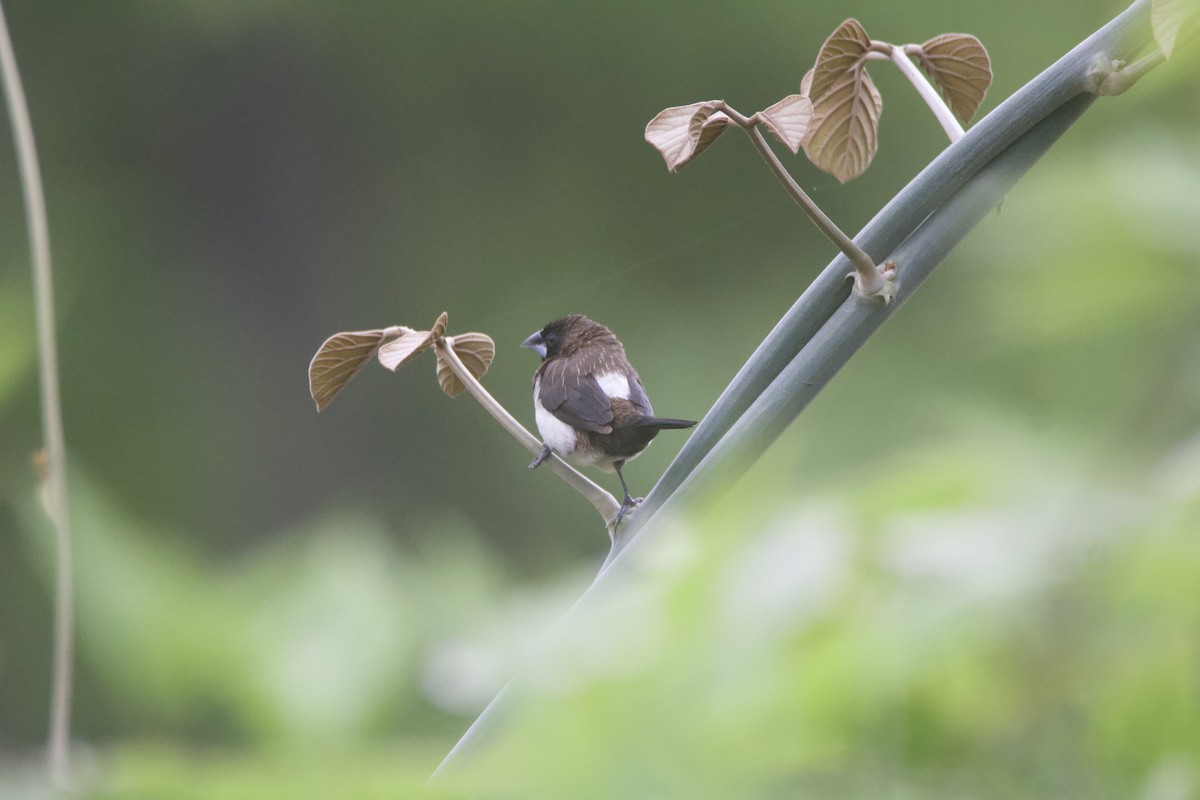 White-rumped Munia - ML637327153
