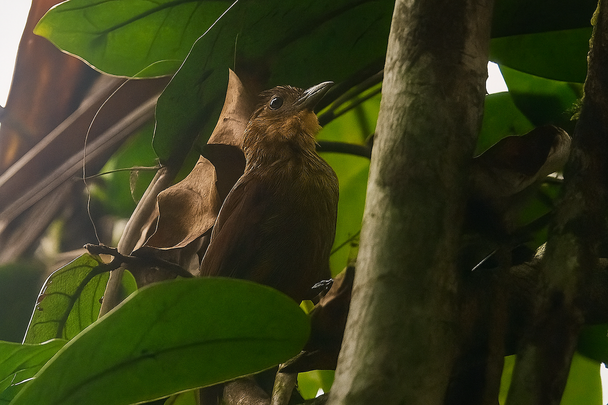 Ochre-throated Foliage-gleaner - ML637327158