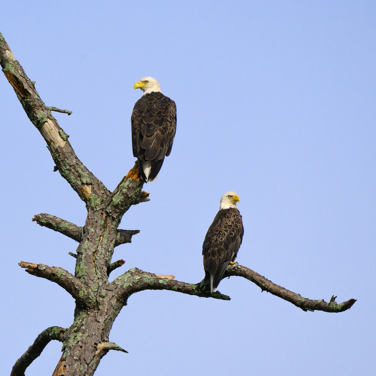 Ak Başlı Kartal - ML637327164