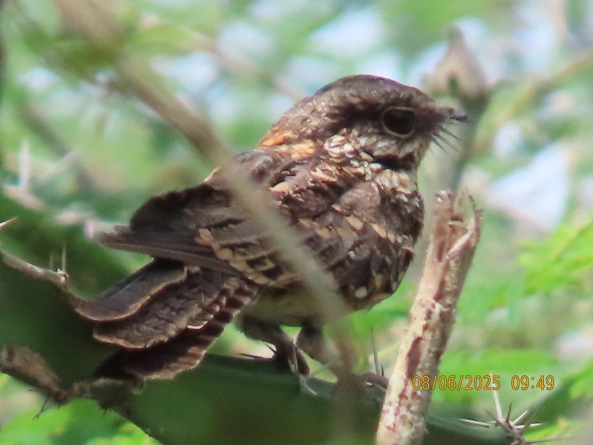 White-tailed Nightjar - ML637327195