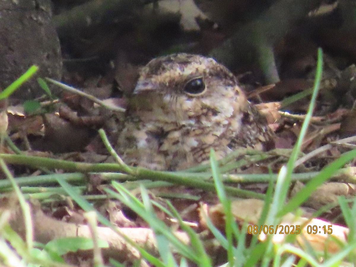 White-tailed Nightjar - ML637327196