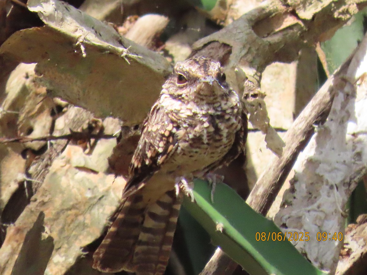 White-tailed Nightjar - ML637327198