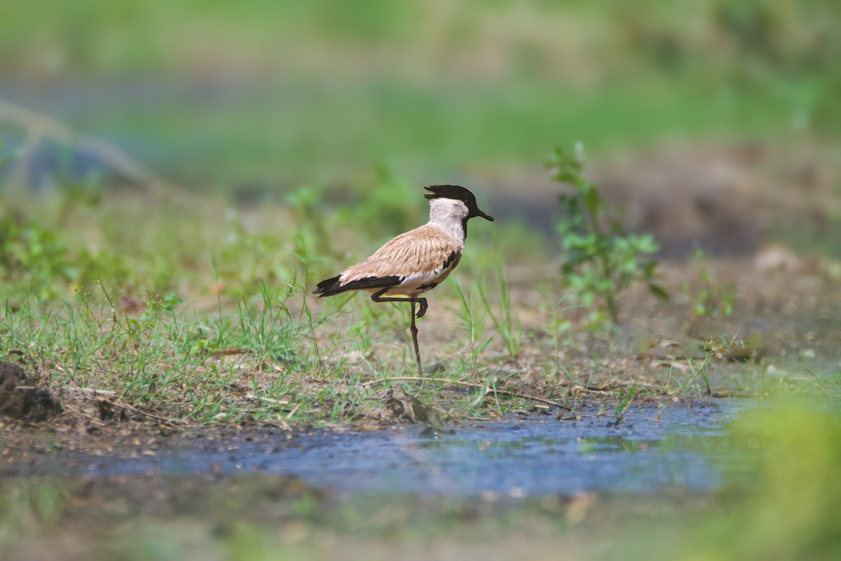 River Lapwing - ML637327213