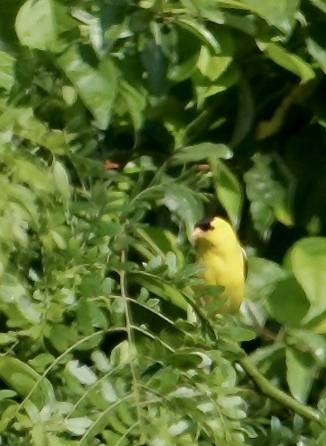 American Goldfinch - ML637327223