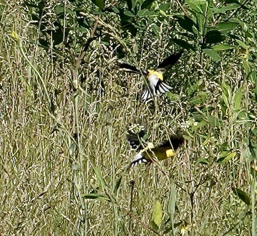 American Goldfinch - ML637327224