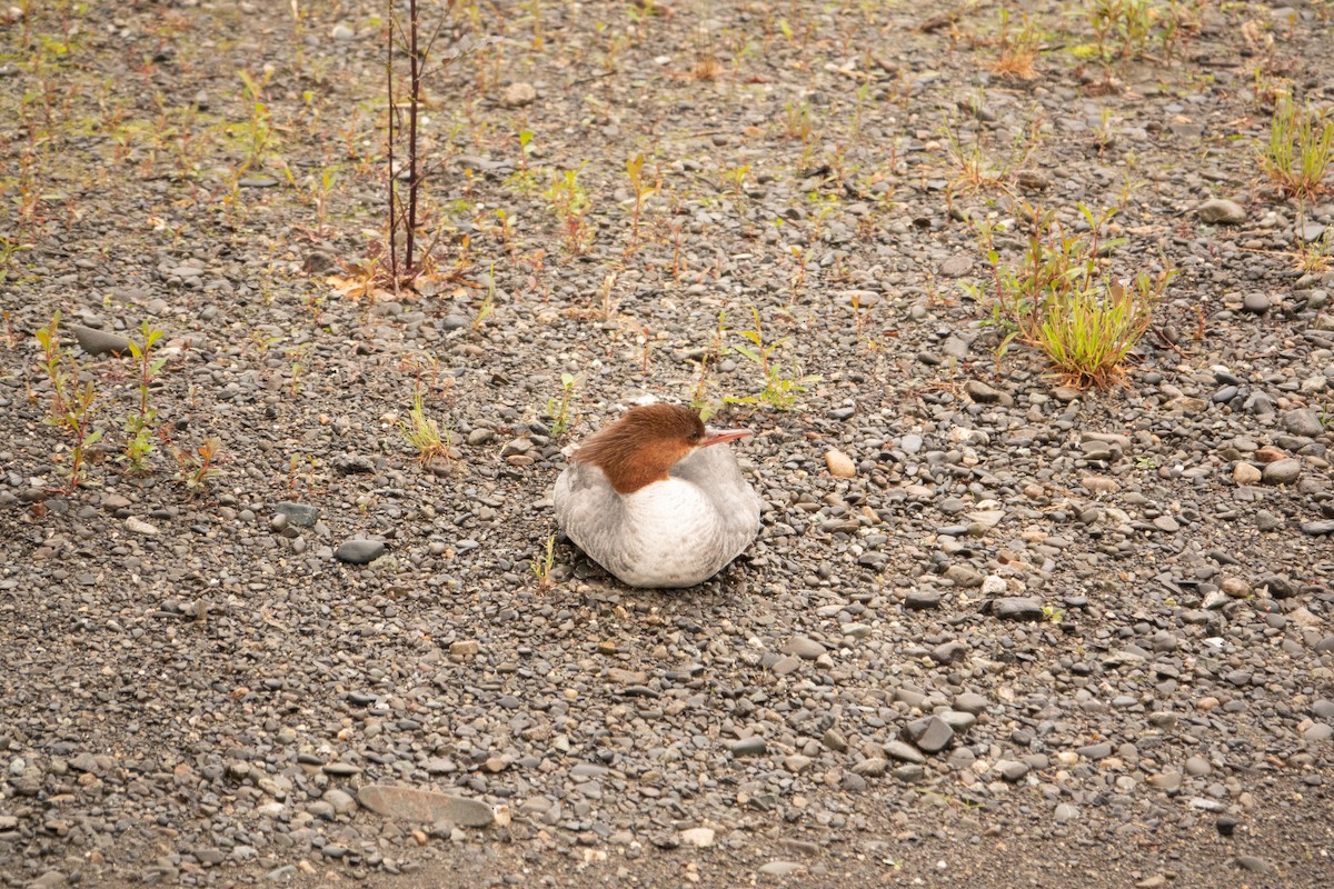 Common Merganser - ML637327269