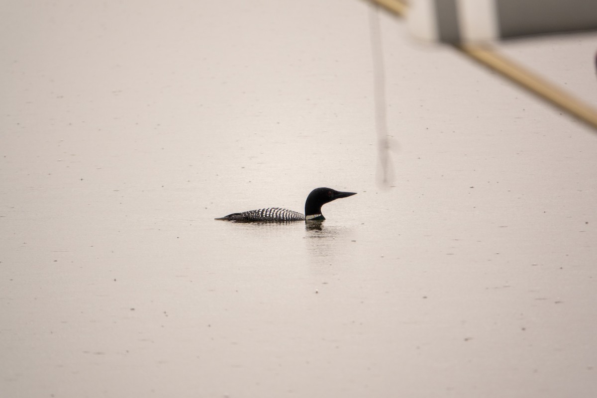 Common Loon - ML637327302