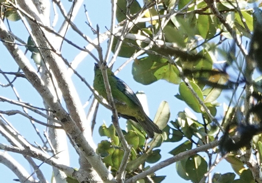 Dotted Tanager - ML637327304
