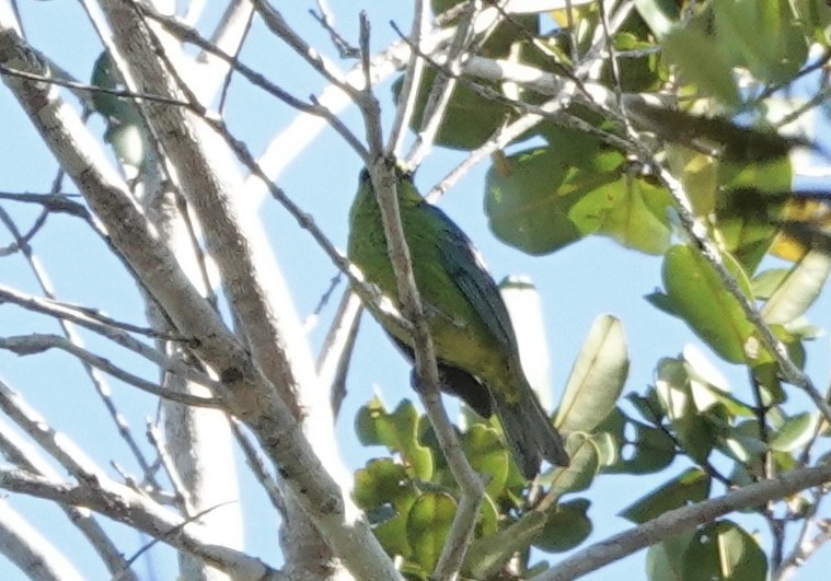 Dotted Tanager - ML637327306
