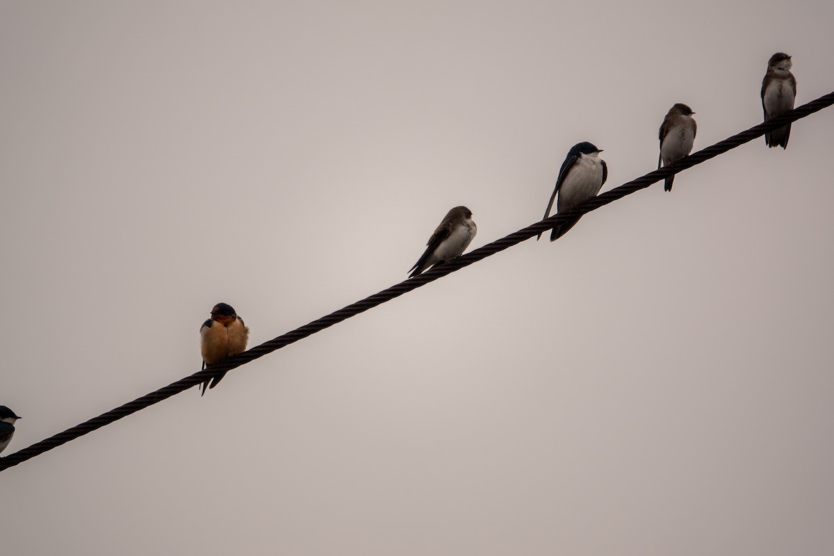 Barn Swallow - ML637327315