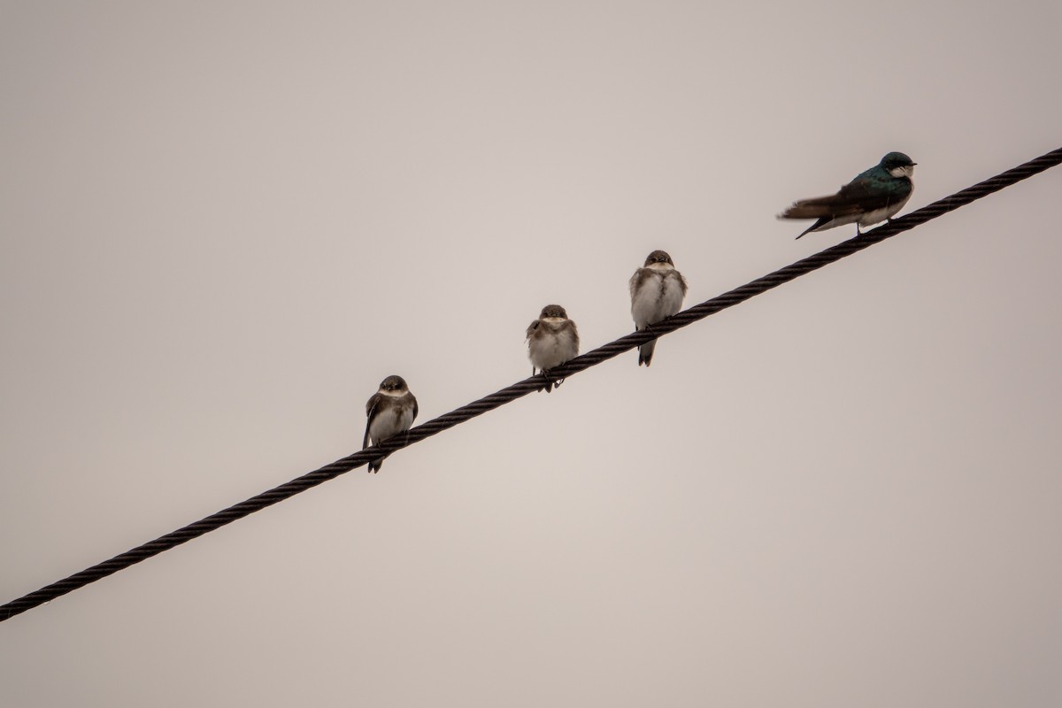 Bank Swallow - ML637327336