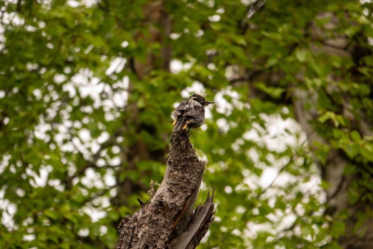 American Three-toed Woodpecker - ML637327348