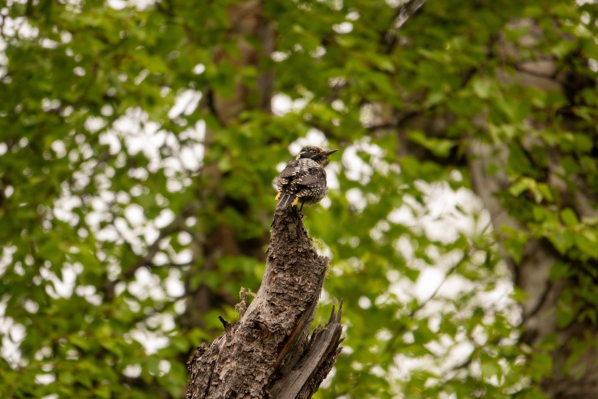 American Three-toed Woodpecker - ML637327349