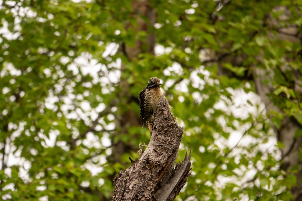 American Three-toed Woodpecker - ML637327350