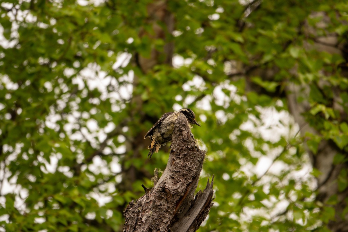 American Three-toed Woodpecker - ML637327351