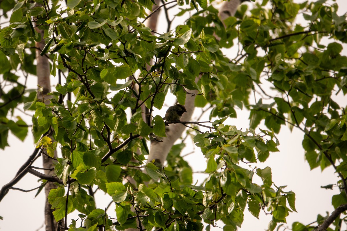 Boreal Chickadee - ML637327361