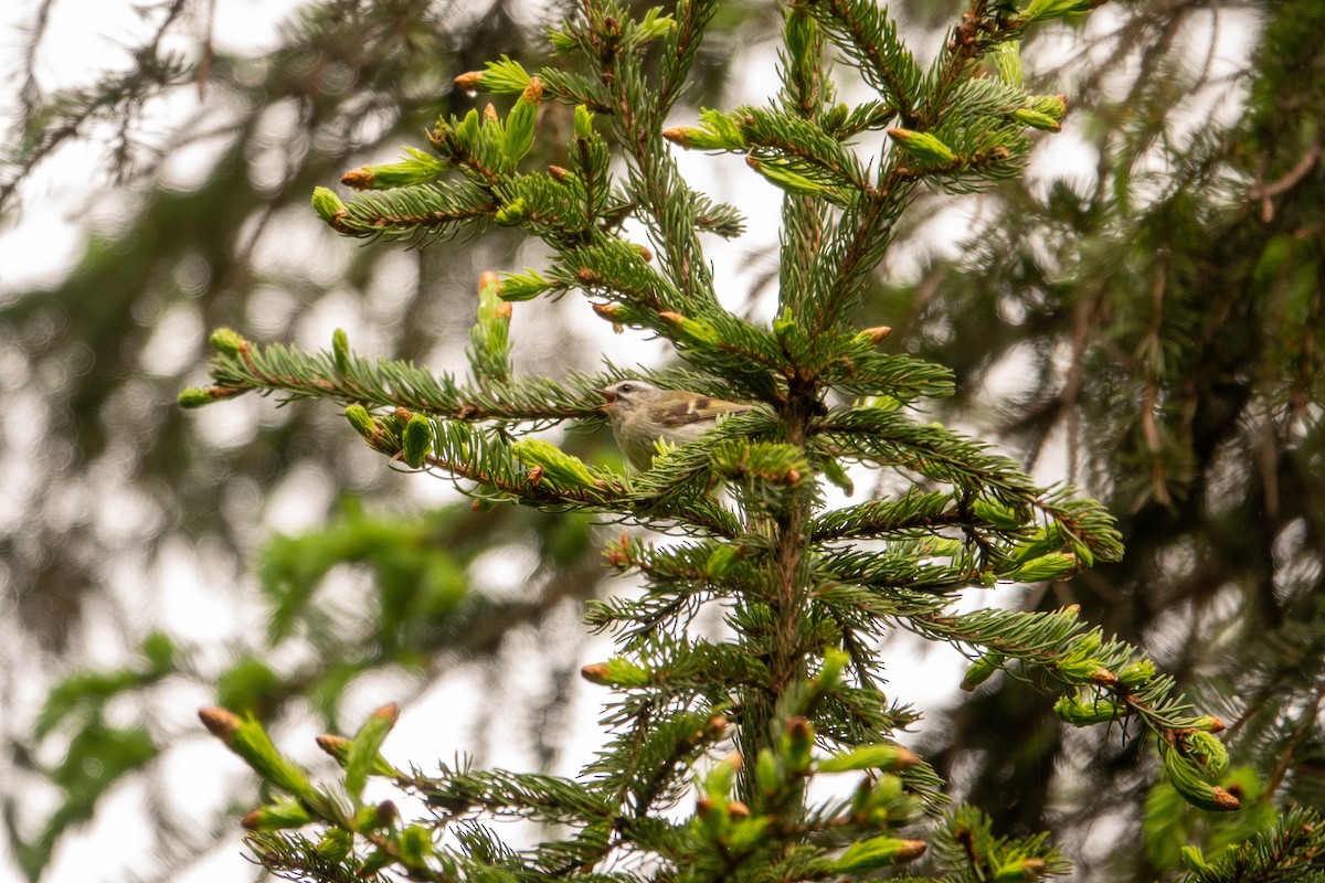 Golden-crowned Kinglet - ML637327366