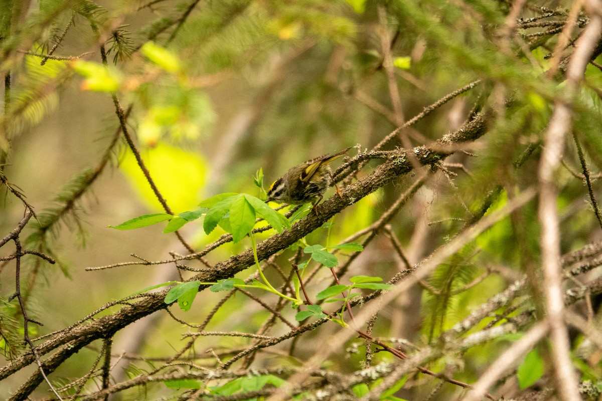 Golden-crowned Kinglet - ML637327367