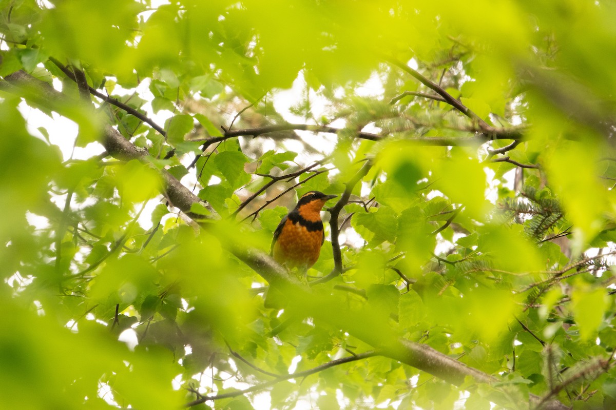Varied Thrush - ML637327368