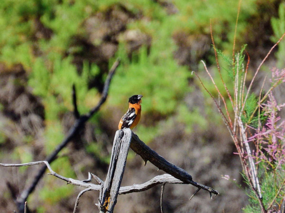 Black-headed Grosbeak - ML637327375