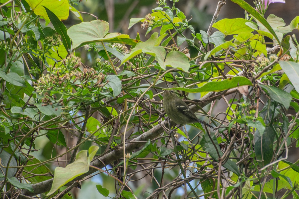 Elfin-woods Warbler - ML637327412