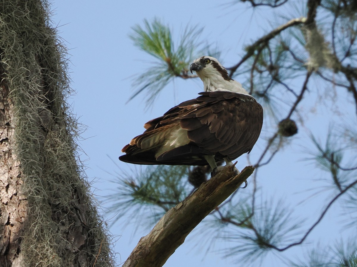 Osprey - ML637327441