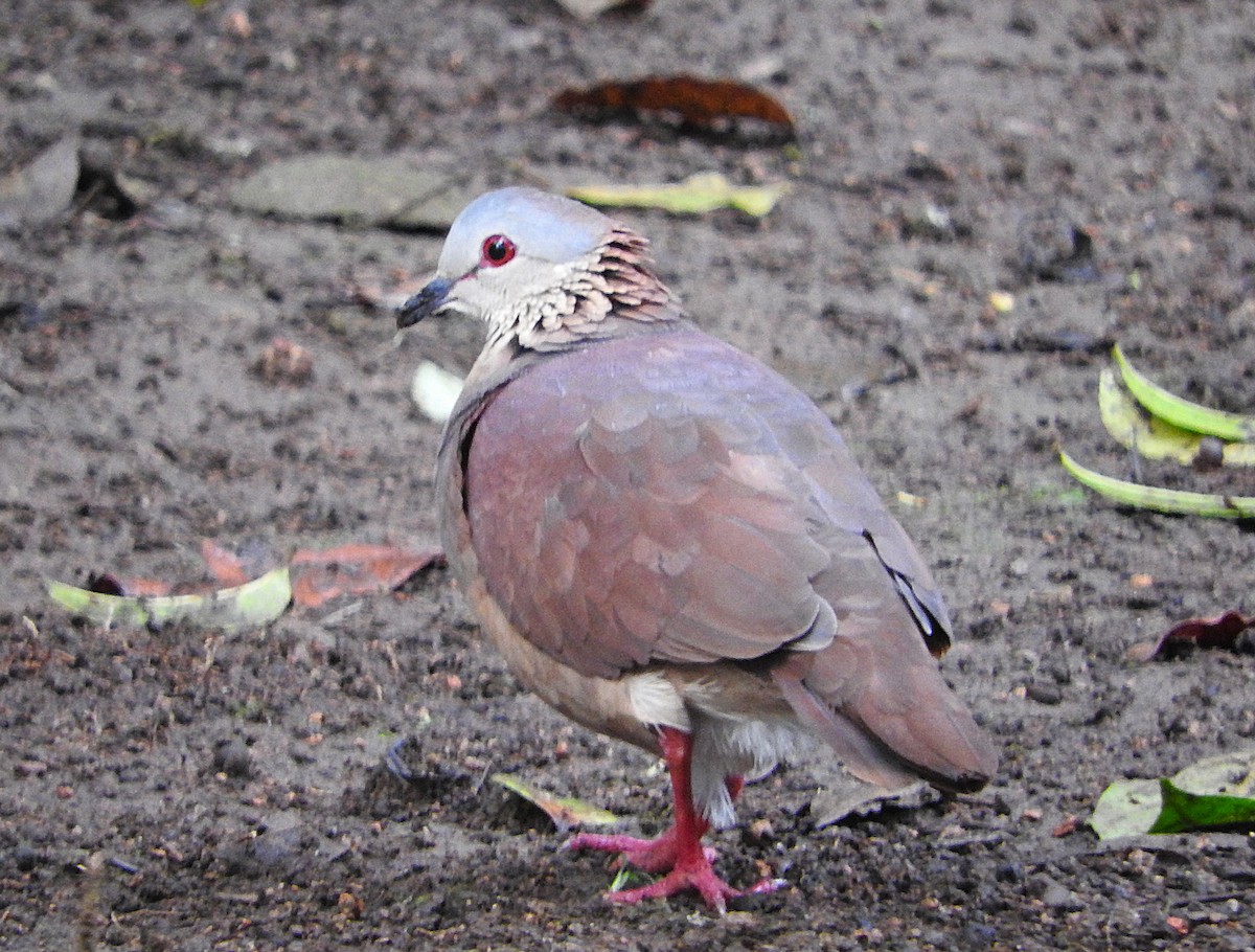 White-faced Quail-Dove - ML637327476