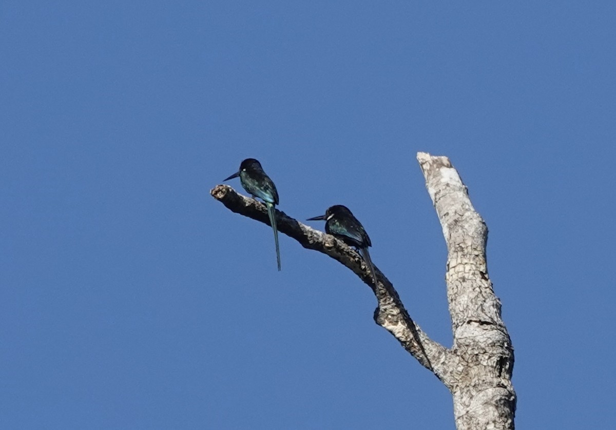 Paradise Jacamar - ML637327497