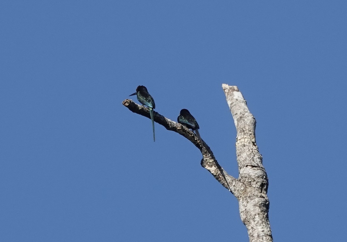 Paradise Jacamar - ML637327498