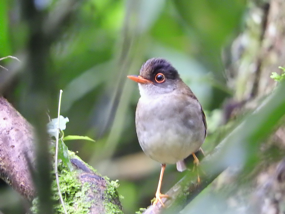 Black-headed Nightingale-Thrush - ML637327503