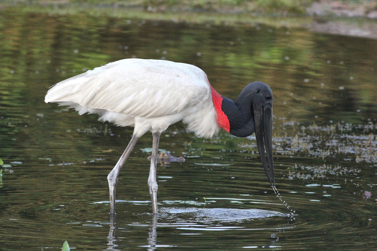 Jabiru - ML637327540