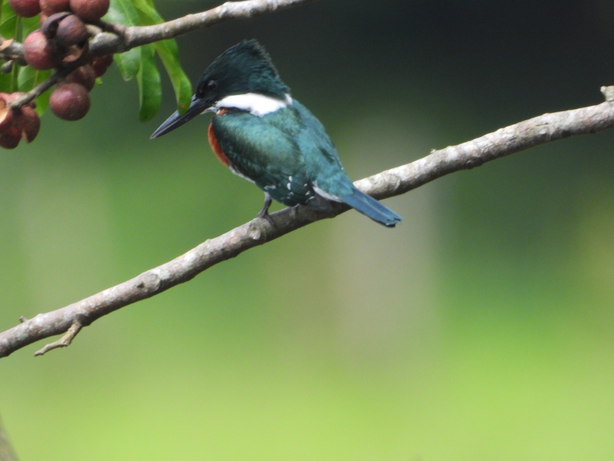 Green Kingfisher - ML637327565