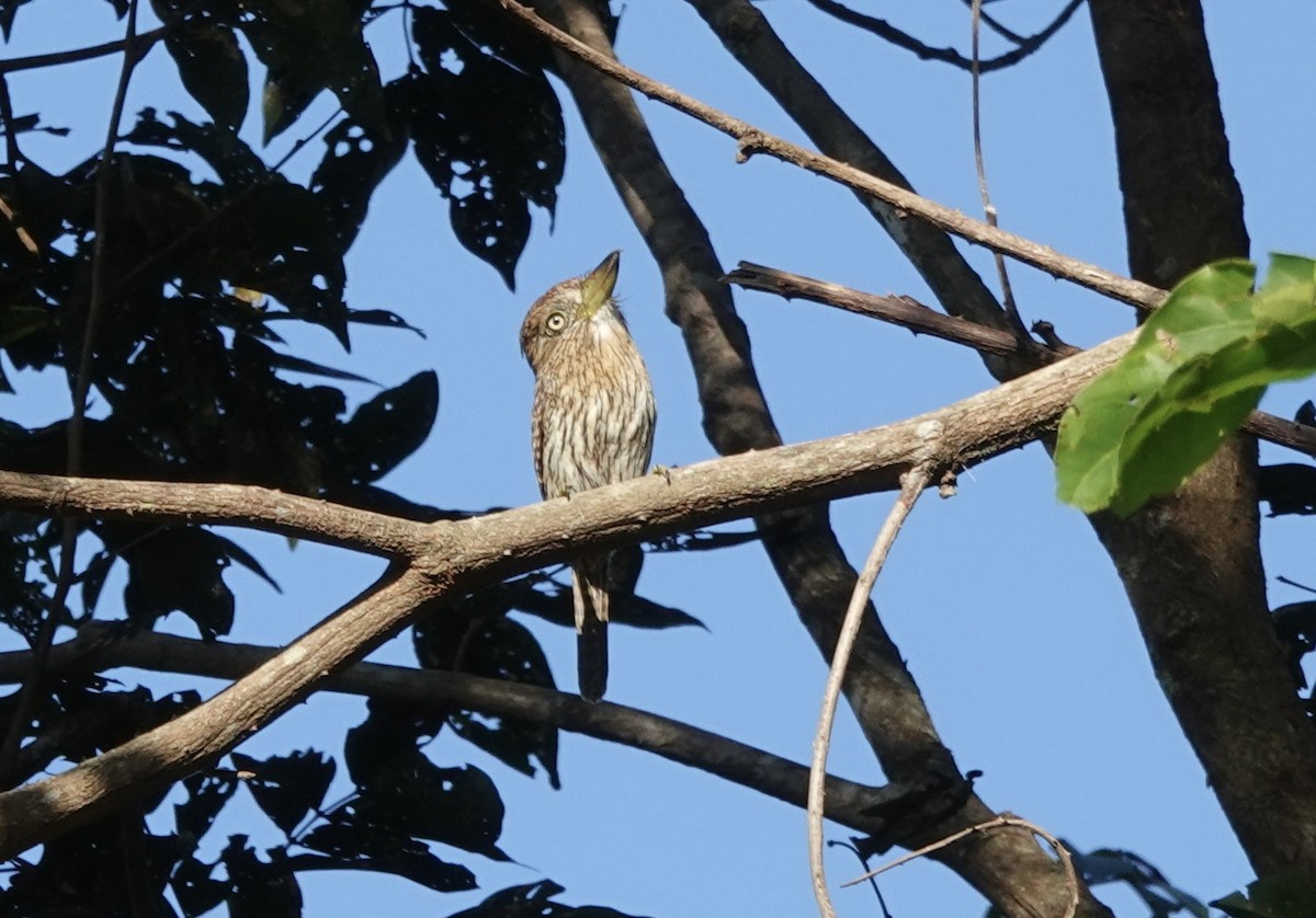Eastern Striolated-Puffbird (Natterer's) - ML637327567