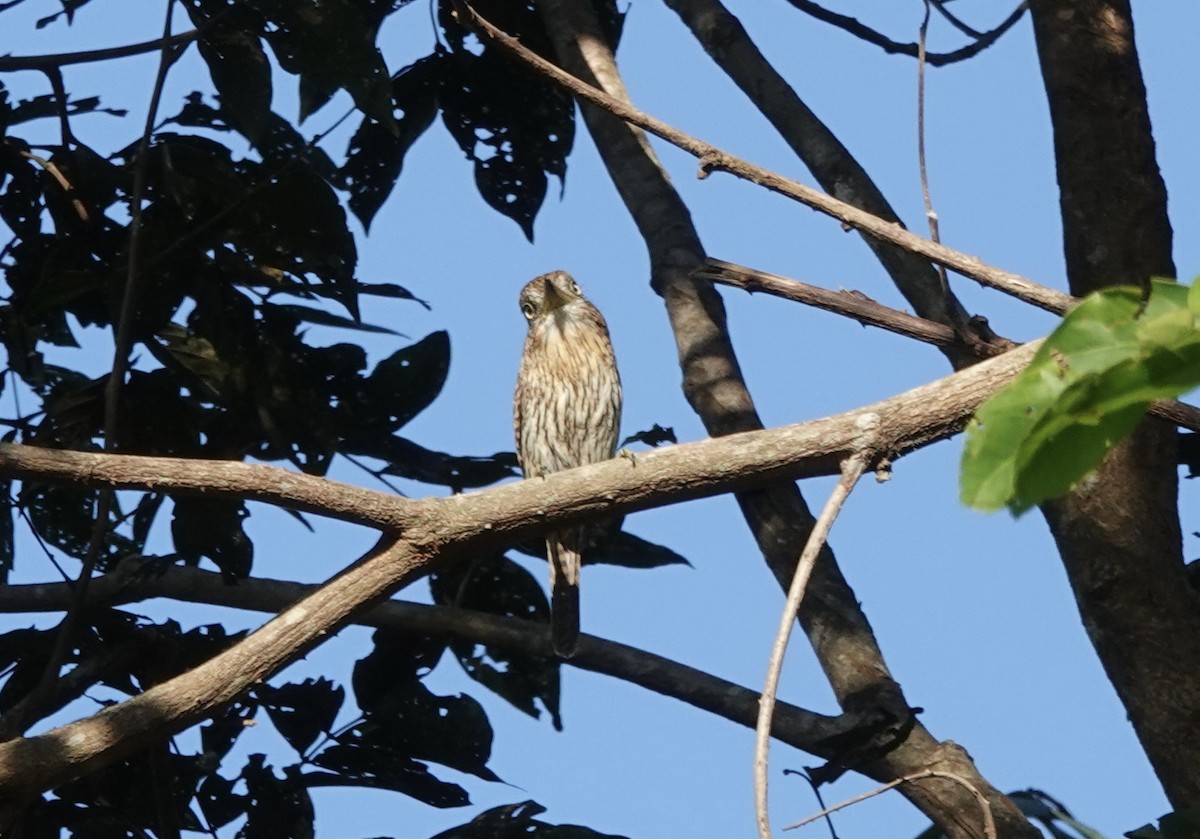 Eastern Striolated-Puffbird (Natterer's) - ML637327568