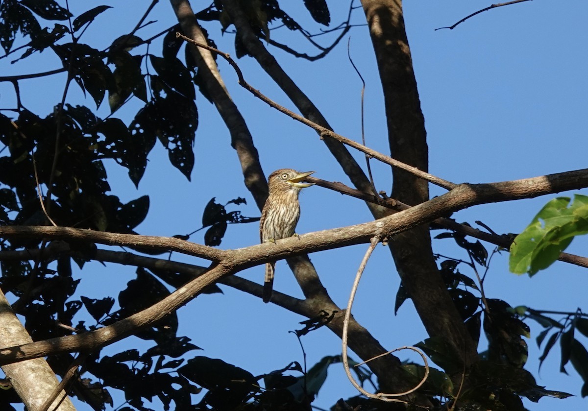 Eastern Striolated-Puffbird (Natterer's) - ML637327570